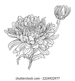 Chrysanthemum flower flower outline isolated vector, stock image, for design and decor, sticker, print, laser cut