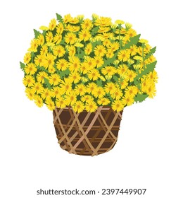 Chrysanthemum fllower pot Vektorgrafik. Yellow Gänseblümchen-Karikatur. Vietnamesisches Neujahrsblüte. Flache Vektorgrafik im Cartoon-Stil einzeln auf weißem Hintergrund.