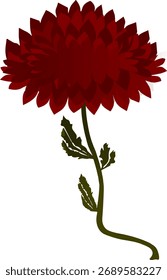 Flor de crisantemo, roja con tallo