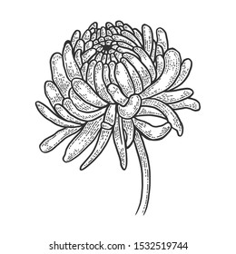Chrysanthemum flower sketch engraving vector illustration. T-shirt apparel print design. Scratch board style imitation. Black and white hand drawn image.