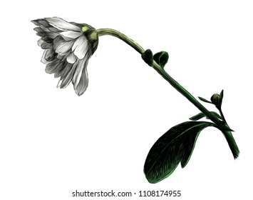 chrysanthemum flower tilted down on stem with leaves, sketch vector graphic color illustration