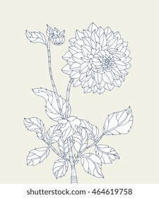 Chrysanthemum flower. Vector artwork