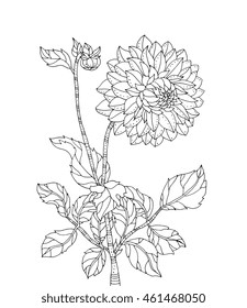 Chrysanthemum flower. Vector artwork. Coloring book page for adult. Black and white line