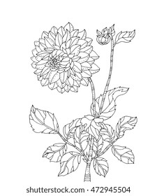 Chrysanthemum flower. Vector artwork. Coloring book page for adult. Black and white line