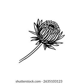 Chrysanthemum flower. Vector graphics. Black and white hand-drawn illustration. On a white background. Great for stickers, banners, posters and packaging, postcards and labels, prints and more.