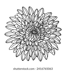 Chrysanthemum flower. Vector illustrations in hand drawn sketch doodle style. Line art botanical plant isolated on white. Close up blooming flower.