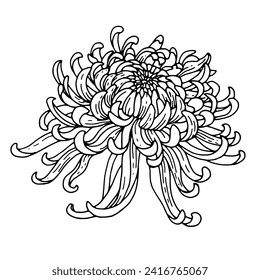 Chrysanthemum flower. Vector illustrations in hand drawn sketch doodle style. Line art botanical plant isolated on white. Close up blooming flower.