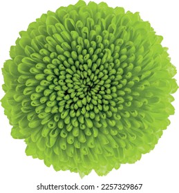 Chrysanthemum flower vector isolated without white background. Vector chrysanthemum spring flower minimal style wallpaper seamless background, organic shapes for banner, web and packaging.