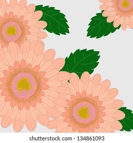 Chrysanthemum flowers.