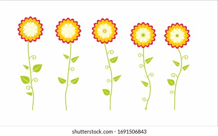 chrysanthemum flowers dahlias on white background