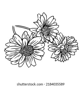 Chrysanthemum flowers (Dendranthema morifolium (Ramat.) Tzvel) . Line drawing. Black and white illustration. Vector.