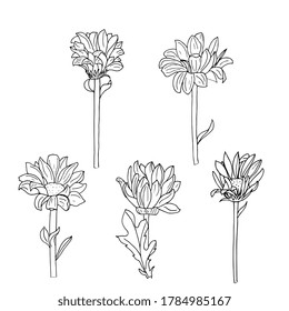 Chrysanthemum flowers digital hand drawing. Botanical sketch, outline. For packaging, fabric, wrapping, background