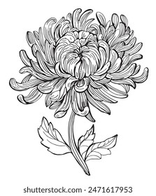 Chrysanthemum Flowers Drawing Line Coloring .Hand-drawn vector illustration.