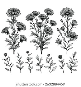 Chrysanthemum flowers. Hand drawn botanical illustration aster. Set of decorative floral elements. 