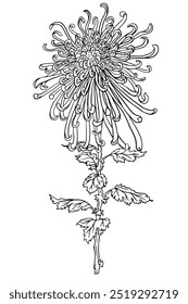 Chrysanthemum flowers hand drawn luxurious Vector illustration of plant. Black and white sketch isolated on white for poster, banner, floral design, flyer, mid autumn festival  