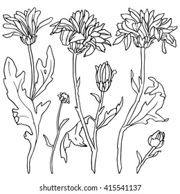 Chrysanthemum flowers. Hand-drawn design elements.