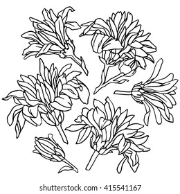 Chrysanthemum flowers. Hand-drawn design elements.