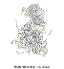 Chrysanthemum flowers isolated on white background. Vintage Vector Element. Tattoo, T-shirt, textile design. Hand drawn illustration for Save the Date, Valentines day Cards, Wedding invitation, Cover.