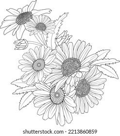 chrysanthemum flowers natural collection hand drawn daisy flower bouquet illustration engraved ink art coloring page isolate on white background.