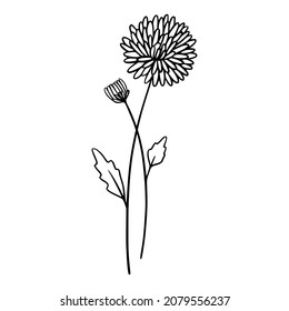 Chrysanthemum flowers on white background. Hand-drawn illustration of a summer flower. Drawing, line art, ink, vector.