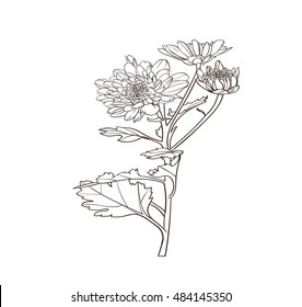 Chrysanthemum  hand draw vector on white background