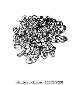 chrysanthemum, hand drawing vector illustration isolated on white background