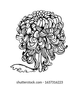 chrysanthemum, hand drawing vector illustration isolated on white background