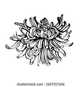 chrysanthemum, hand drawing vector illustration isolated on white background
