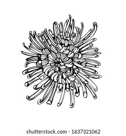 chrysanthemum, hand drawing vector illustration isolated on white background