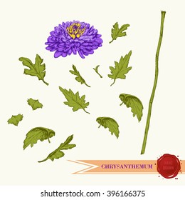 Chrysanthemum hand drawn illustration. Vintage style. Separate elements. Stock - vector.