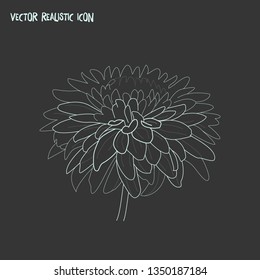 Chrysanthemum icon line element. Vector illustration of chrysanthemum icon line isolated on clean background for your web mobile app logo design.