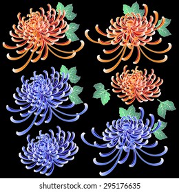 Chrysanthemum illustration