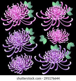 Chrysanthemum illustration