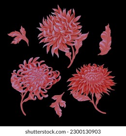 Chrysanthemum and leaves isolated. Vector.