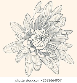 Chrysanthemum Line Art – Flower with Curled Petals in Fine Lines