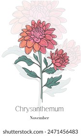 Chrysanthemum Line Art. Chrysanthemum flower vector Illustration. November Birth Month Flower. Chrysanthemum outline isolated on white. Hand drawn line art botanical illustration.