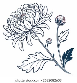 Chrysanthemum line art on white background