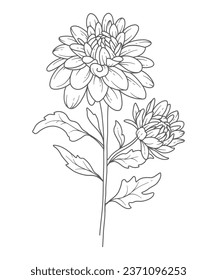 Chrysanthemum Line Art. Chrysanthemum outline Illustration. November Birth Month Flower. Chrysanthemum outline isolated on white. Hand painted line art botanical illustration