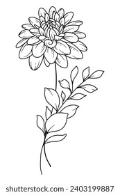 Chrysanthemum Line Art. Chrysanthemum outline Illustration. November Birth Month Flower. Chrysanthemum outline isolated on white. Hand painted line art botanical illustration.