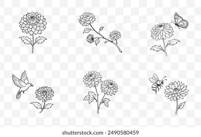 Chrysanthemum Line Art Vector Illustration Collection