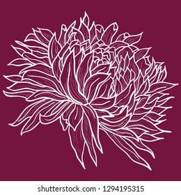 Chrysanthemum line pattern on background marsala color. Colored and lined chrysanthemum isolated flower. Tattoo chrysanthemum flower blossoms.