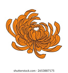 Chrysanthemum November birth month flower. Floral blossom elements for tattoo, birthday postcard, garden plant bloom. Colorful vector illustration.
