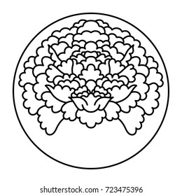 Chrysanthemum outline vector in circle, black and white.
