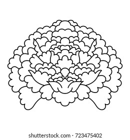 Chrysanthemum outline vector, medium stroke.