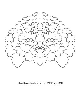 Chrysanthemum outline vector, thin stroke.