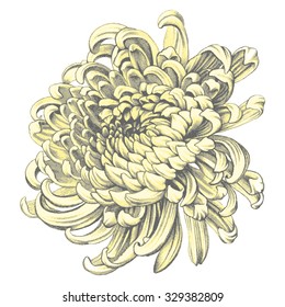 Chrysanthemum. Pencil Drawing.