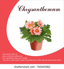 Chrysanthemum in a pot. Indoor plant on a vintage background. Vector illustration
