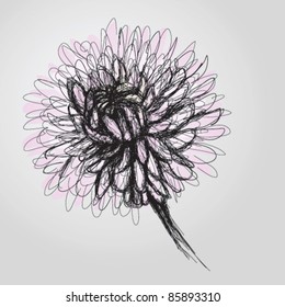 Chrysanthemum / Realistic sketch of flower