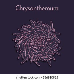 Chrysanthemum silhouette 