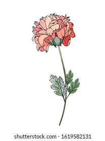 Chrysanthemum. Single dark pink flower on stem with green leaves. Isolated on white background. For floral design, valentines day greeting cards, wedding invitations. Hand drawn. Vector illustration.